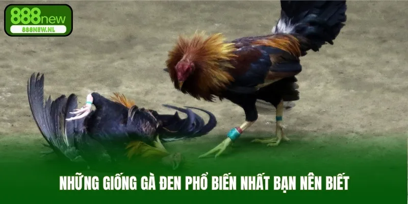 Những giống gà đen phổ biến nhất bạn nên biết